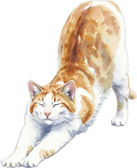 cat strecing pose on white background