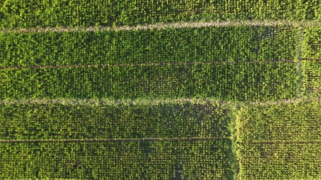 Rice field pattern from above with straight agricultural plots