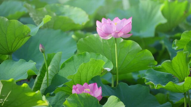 池に咲く蓮の花　夏イメージ