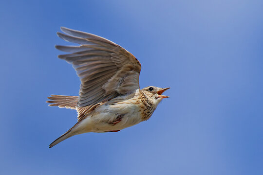 囀り飛翔するヒバリ(Eurasian Skylark)