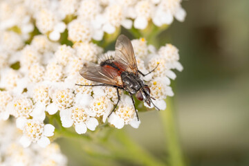 Bio Diversity - Eriothrix rufomaculata - Red Spotted Tachinid Fly on Yarrow Flower © Aleksandra