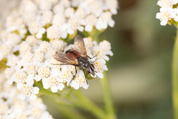 Bio Diversity - Eriothrix rufomaculata - Red Spotted Tachinid Fly on Yarrow Flower © Aleksandra