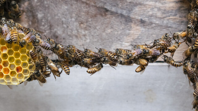 Macro shot of honey bees exhibiting festooning behavior, forming a living horizontal bridge between hive structures