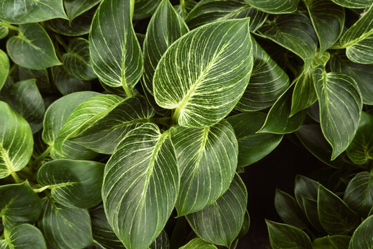 Top view of  leaves of exotic 'Philodendron Birkin' plant with beautiful white line pattern on dark green leaves