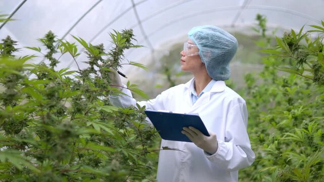 Cannabis researcher holding a notebook while inspecting mature cannabis flowers in a greenhouse. Medical marijuana cultivation, hemp farming, quality control, agricultural research, plant inspection.