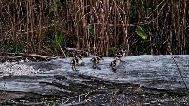 Cute baby Egyptian geese ducklings walking on a large tree stump in a riverbed