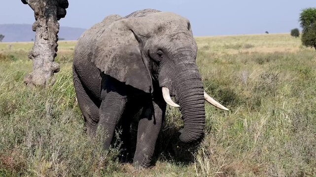 Arusha, Tanzania - 23 June 2026 - Elehant in the Serengeti National Park