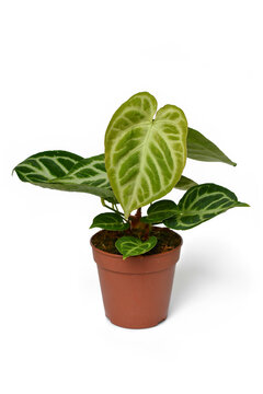 Exotic 'Silver Blush Anthurium Crystallinum' houseplant with beautiful lace pattern on leaves and new light green leaf in flower pot on white background