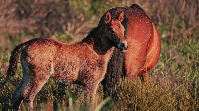 Cute chestnut foal with it's mother in a wild and natural environment