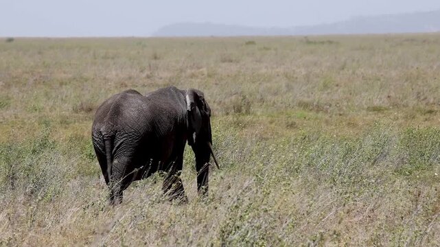 Arusha, Tanzania - 23 June 2026 - Elehant in the Serengeti National Park