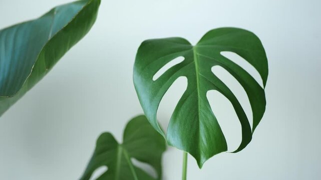 Close look at a green leaf with cut shapes