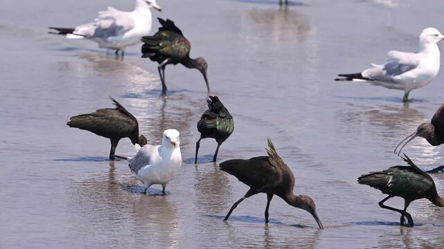 Ibis sifting through the shallows at Utah Lake as seagulls wander.