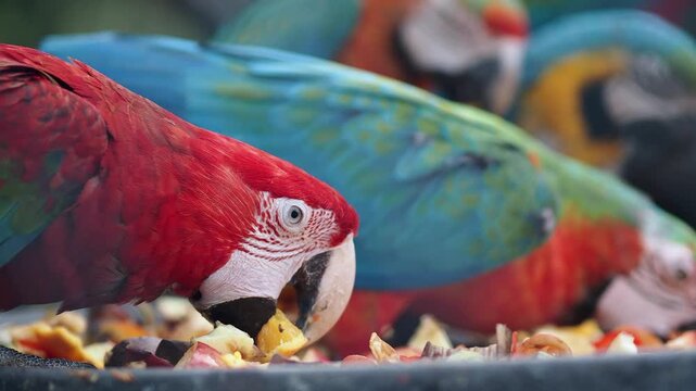 Parrots eating fruit in a colorful setting