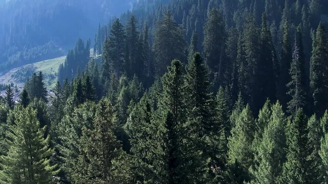 Dense cedar trees cover a forested mountainside with layered evergreen woodland and sloping terrain
