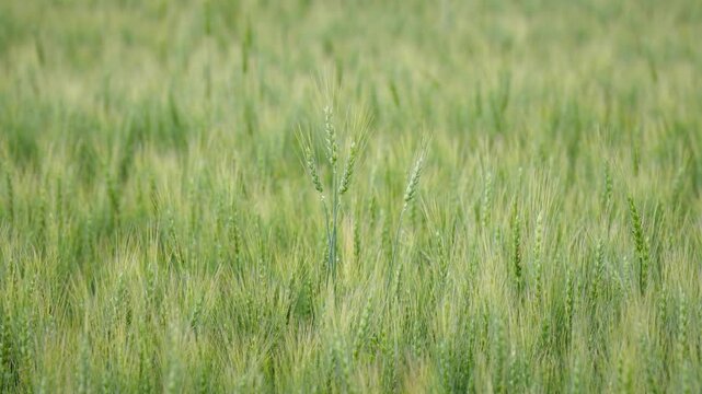 Close-up shot of a tall green wheat stalk standing above a field of growing wheat during the summer growing season