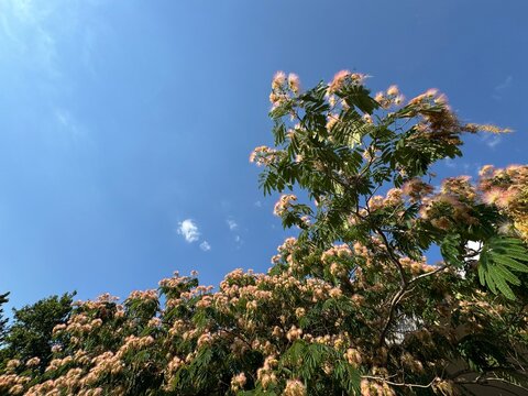 Flowering canopy of a Persian silk tree (Albizia julibrissin), showcasing feathery pink and white stamens blooming among delicate, close-up, fern-like bipinnate leaves set against a clear blue sky.