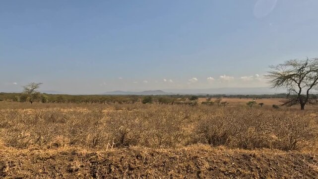 POV drive through dry savannah landscape in Lake Nakuru National Park, Kenya