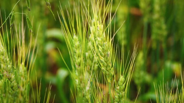 Close-up of a green wheat stalk growing in a prairie field during the summer growing season