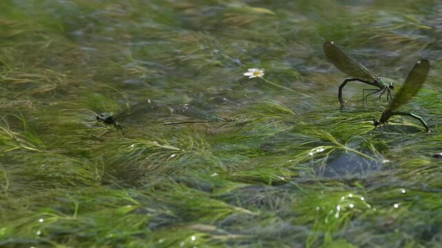 Multiple female damselflies laying eggs underwater on green water weeds in sunny creek