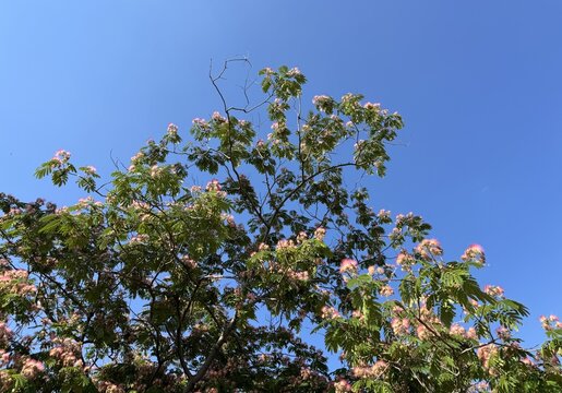 Flowering canopy of a Persian silk tree (Albizia julibrissin), showcasing feathery pink and white stamens blooming among delicate, close-up, fern-like bipinnate leaves set against a clear blue sky.