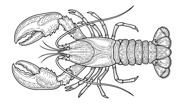 Vintage engraved lobster illustration top view with detailed antennae, segmented tail, and claws in hand drawn sketch style