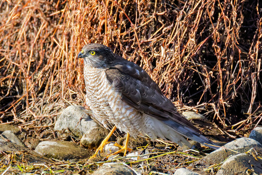 河原に降りたハイタカ(Eurasian Sparrowhawk)の雌
