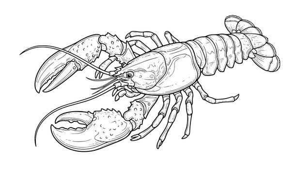 Detailed side view lobster line art drawing with textured shell, large claws, and legs in vintage engraving style illustration