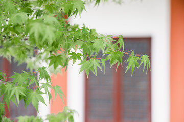 Fresh green maple leaves in the foreground, with a red-framed window and colored building wall in the blurred background. © tai