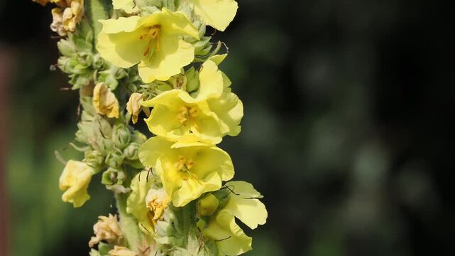 Yellow Mullein Flower Spikes in Soft Focus English Garden Background