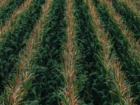Aerial view of rows of green corn plants in a field in Poland.