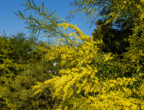 A cluster of bright yellow flowers on a branch of a Brisbane golden wattle, a magnet for pollinators of all kinds on this acacia tree in a new park on the Gold Coast in Queensland, Australia.