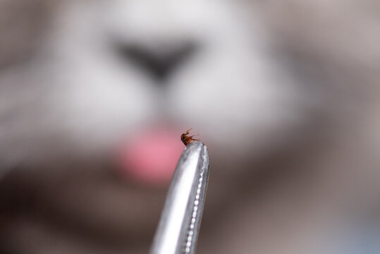 Tweezers hold a small flea close up against a blurred cat background. A close up shot of a parasite removed from animal fur, reflecting protection, veterinary, and daily care routine