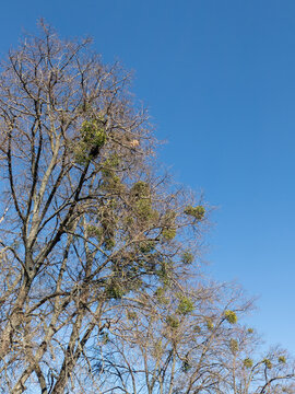 Mistletoe on the branches of a leafless tree against a blue sky. Many green mistletoe bushes on bare tree branches in spring, symbolizing natural parasitism and resilience