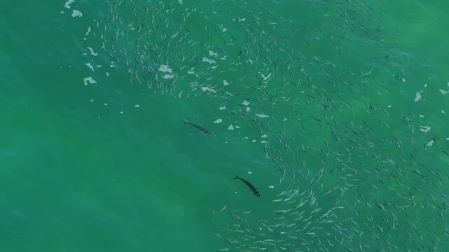 Top down aerial of rooster fish chasing a school of mullet in Cabo Mexico.