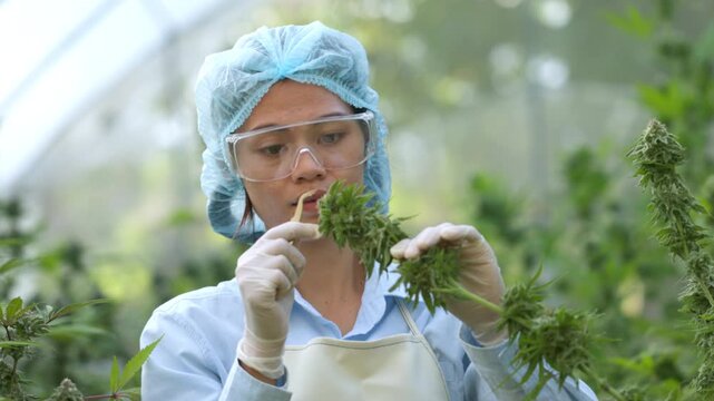 Cannabis researcher carefully inspecting mature cannabis flowers in a greenhouse. Close-up quality control of medical marijuana buds, hemp cultivation, agricultural research, organic farming.