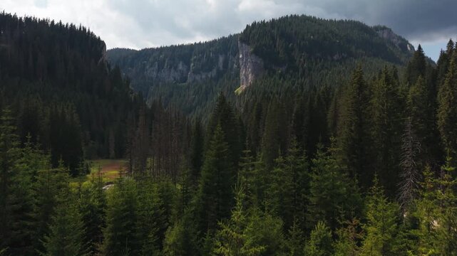 Zanoaga Gorge Forest and Limestone Cliffs