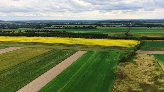 Springtime agricultural landscape with yellow blooming plants