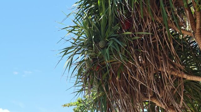 Ripe orange fresh seeds of sea pandanus or screw pine plant tree (Pandanus tectorius or Pandanus odoratissimus)