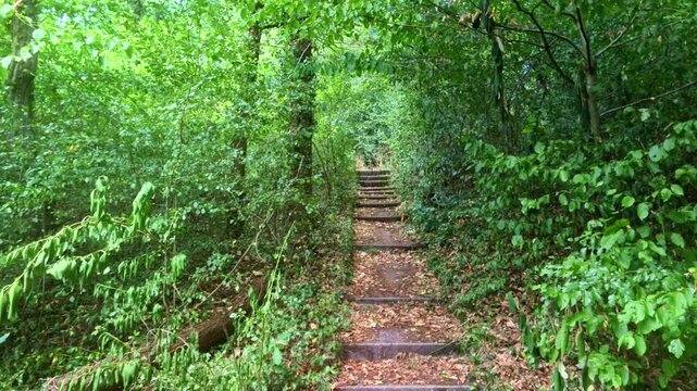 natural stone steps winding through dense green forest path, nature hike trail leading into woods, autumn leaves scattered on ground, serene woodland journey, peaceful hiking destination