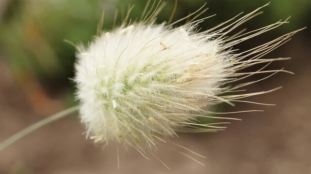 White Bunny tail Lagurus ovatus flower head macro close up stock footage