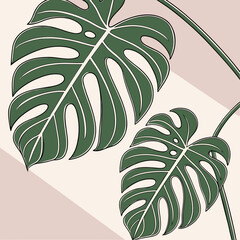 Minimalist botanical line art illustration featuring two large tropical monstera leaves © Md