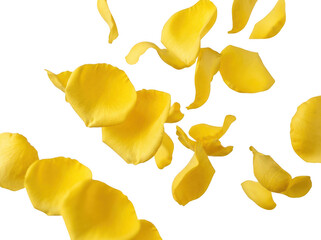 Naklejka premium Yellow rose petals falling. Flying flower petals isolated on white background.