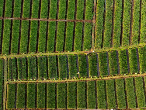 Aerial view of lush green rice paddies arranged in neat rectangular plots with narrow irrigation channels and a farmer working in the field in Bantul, Special Region of Yogyakarta, Indonesia.