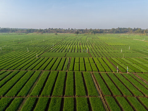 Aerial view of lush green agricultural fields with neatly arranged crop rows and irrigation infrastructure under a clear sky in Bantul, Special Region of Yogyakarta, Indonesia.