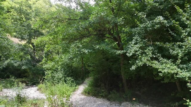 Sentiero di ghiaia immerso in foresta verde con vegetazione fitta, alberi alti e luce naturale filtrata. Scena naturale serena, selvaggia e incontaminata