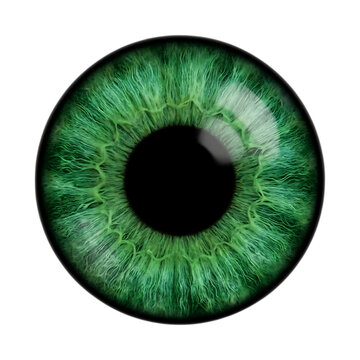Green human iris with detailed texture isolated on transparent background