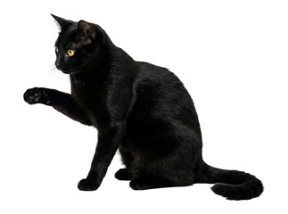 Black cat reaching, detailed fur isolated on transparent background © Photo Find