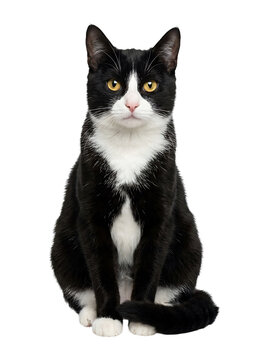 Black and white cat portrait isolated on transparent background