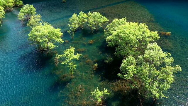 秋扇湖の水没林（水中木）