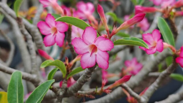 Pink adeniums, or desert roses, are blooming in the garden.